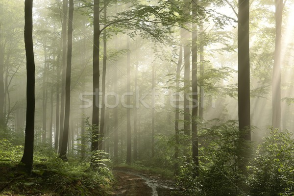 Stock photo: Sunrise in the spring forest