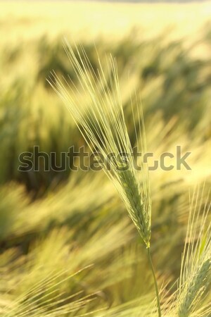 耳朵 麥田 早晨 太陽 春天 商業照片 © nature78