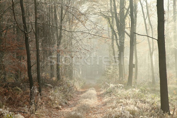 Foto d'archivio: Foresta · percorso · mattina · impianti · coperto