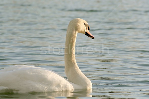 Beautiful swan at dawn Stock photo © nature78
