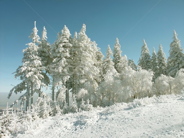 ストックフォト: 冬 · 松 · 木 · 山 · 霜 · カバー
