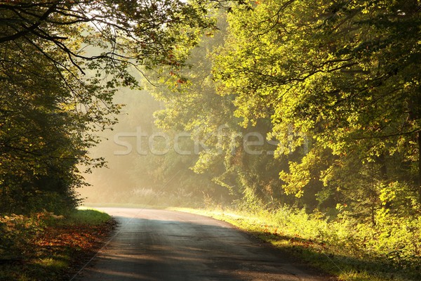 Sáv őszi erdő vidéki út fut ősz Stock fotó © nature78