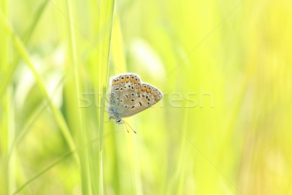 Közelkép pillangó tavasz legelő szem fű Stock fotó © nature78