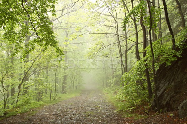 Stock photo: Misty spring forest