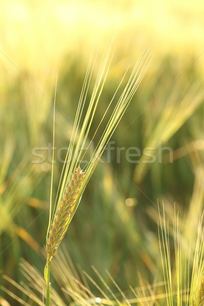 Ear of wheat Stock photo © nature78