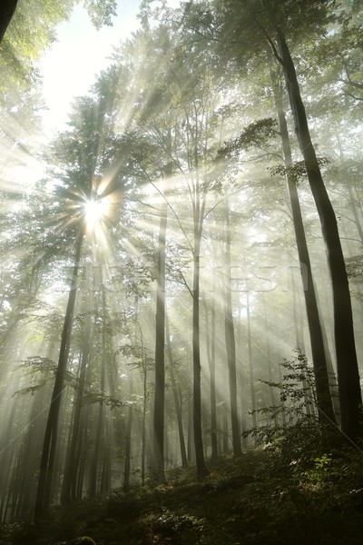 лес Sunshine тумана количество осадков пейзаж лист Сток-фото © nature78