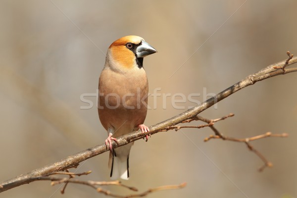 Masculin cer primăvară copaci iarnă roz Imagine de stoc © nature78