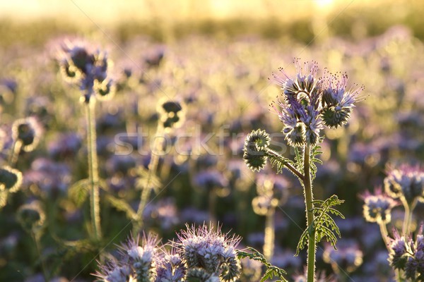 Fioritura erbe campo natura luce Foto d'archivio © nature78