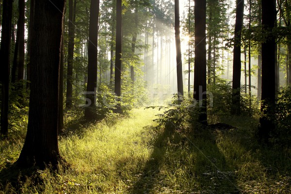 Primavera caduco forestales amanecer luz del sol brumoso Foto stock © nature78