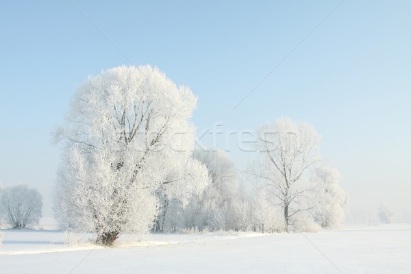 Fagyos tél fa napsütés kék ég természet Stock fotó © nature78