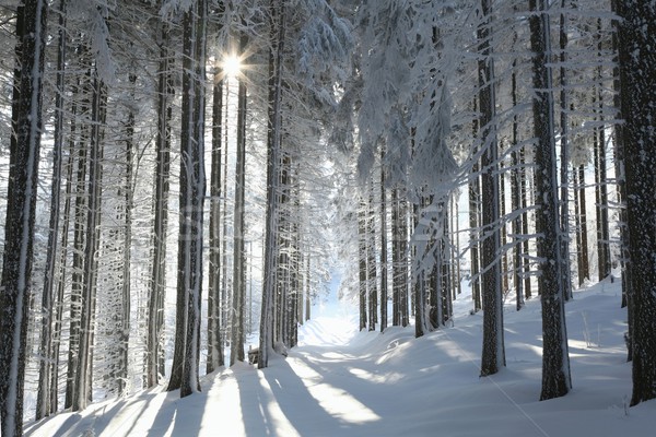 Coniferous forest on a winter day Stock photo © nature78