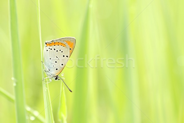 Schmetterling Frühling Wiese Auge Gras Stock foto © nature78