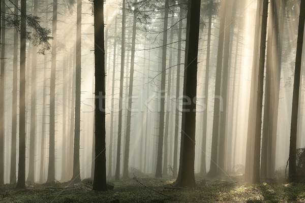 Ködös tűlevelű erdő hajnal napsugarak belépés Stock fotó © nature78