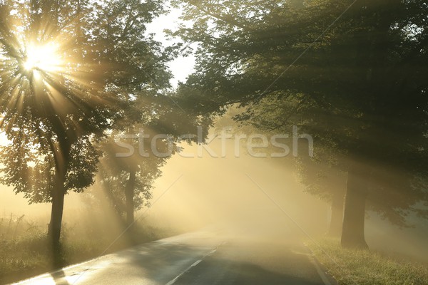 田舎道 霧の 午前 光 背景 木 ストックフォト © nature78