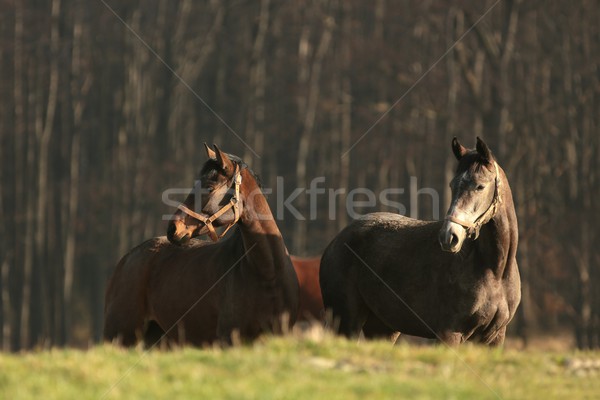 Stock photo: Horse in the meadow