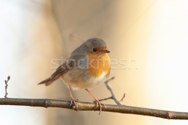 European Robin Stock photo © nature78