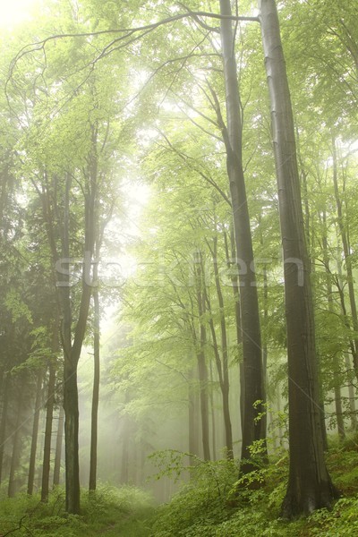 Stock photo: Forest path in the fog