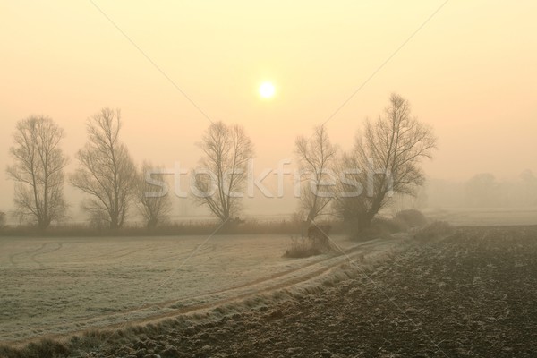 Foto stock: Madrugada · nebuloso · manhã · Polônia