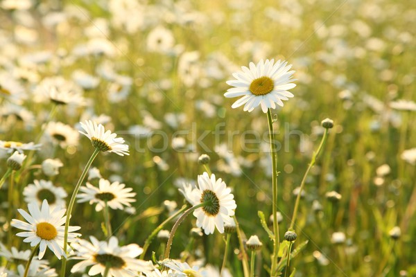 Stock photo: Daisy