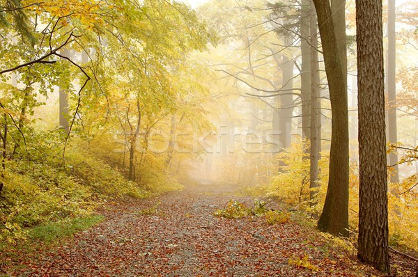 Weg nebligen Herbst Wald führend Tag Stock foto © nature78
