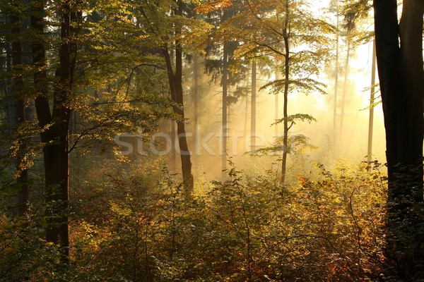 Malerische herbstlich Wald Steigung Natur Reserve Stock foto © nature78