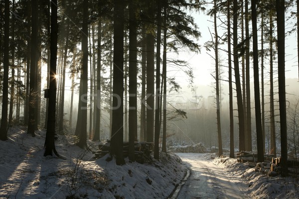 út tél tűlevelű erdő vezető alkonyat Stock fotó © nature78