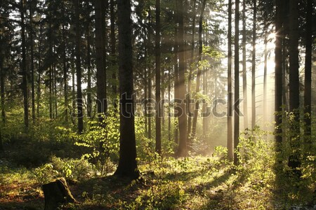 Herbst Laub Wald Morgengrauen nebligen herbstlich Stock foto © nature78