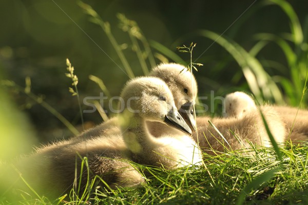 Stock photo: Family of young swans - cygnets