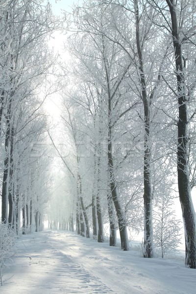 Foto stock: Invierno · helado · manana · camino · rural · líder