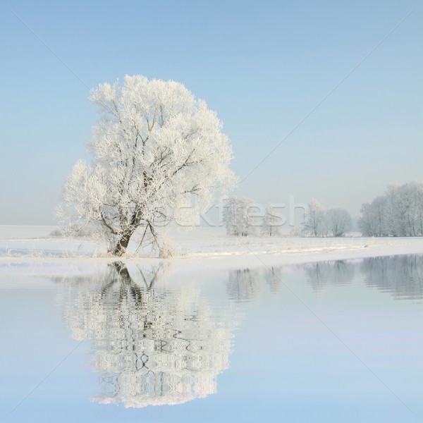 Foto d'archivio: Gelato · inverno · albero · sole · cielo · blu · riflessione
