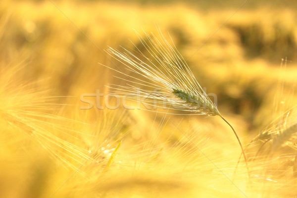 уха пшеницы утра солнце весны Сток-фото © nature78