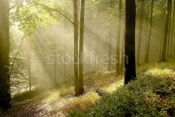 ストックフォト: 秋 · 落葉性の · 森林 · 夜明け · 霧の