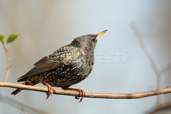 Common Starling Stock photo © nature78