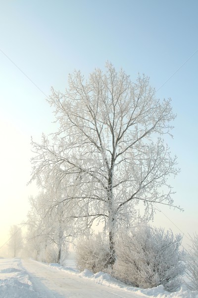 Fagyos tél fa napos idő fák fedett Stock fotó © nature78