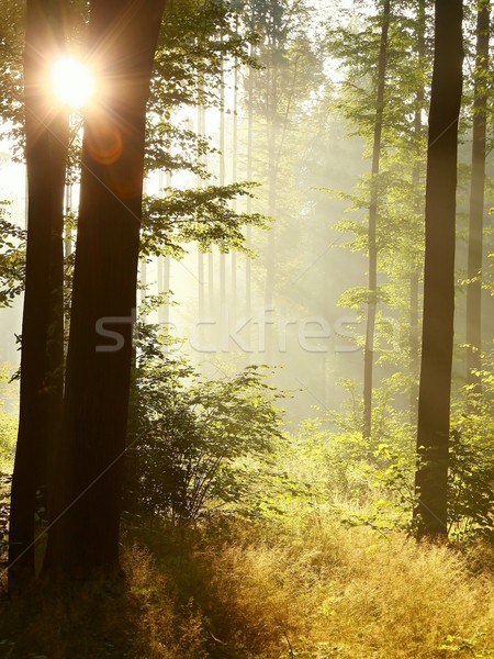 ストックフォト: 霧の · 落葉性の · 森林 · 夜明け · 日光 · 春
