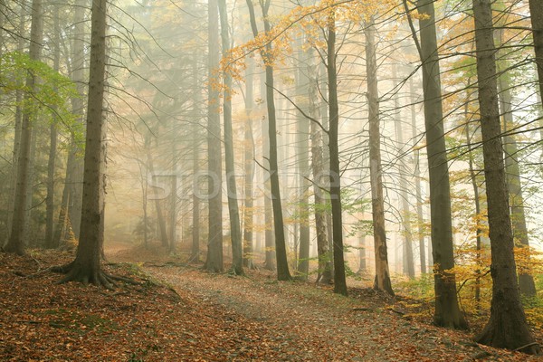 Percorso misty autunno foresta montagna primavera Foto d'archivio © nature78