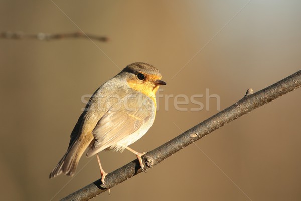 European Robin Stock photo © nature78