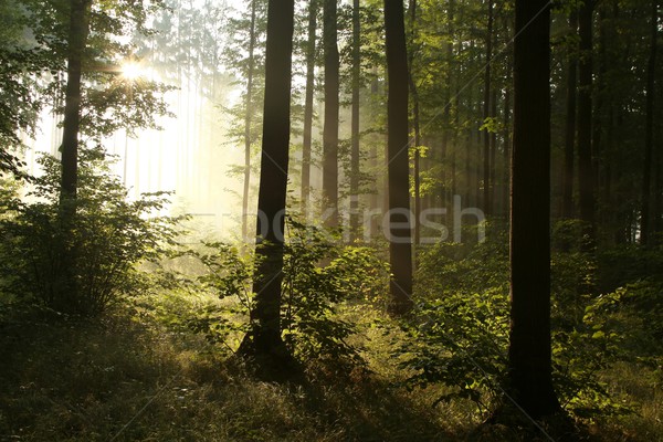 Lombhullató erdő napsütés napsugarak ködös nyár Stock fotó © nature78