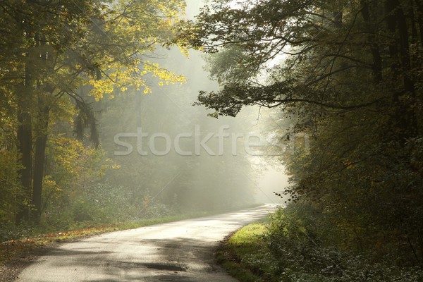 Malowniczy lasu świcie jesienny mglisty Zdjęcia stock © nature78