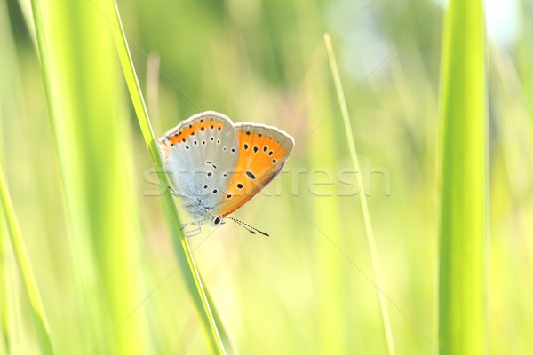 Közelkép pillangó tavasz legelő szem fű Stock fotó © nature78
