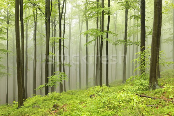 Spring beech forest Stock photo © nature78