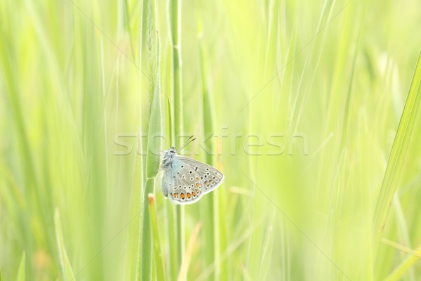 Vlinder voorjaar weide oog gras Stockfoto © nature78