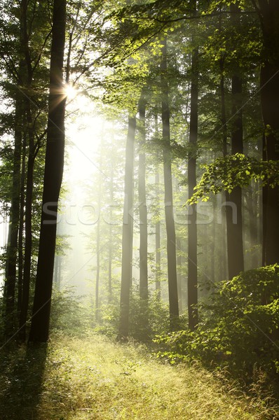 [[stock_photo]]: Misty · feuillus · forêt · aube · lumière · du · soleil · printemps