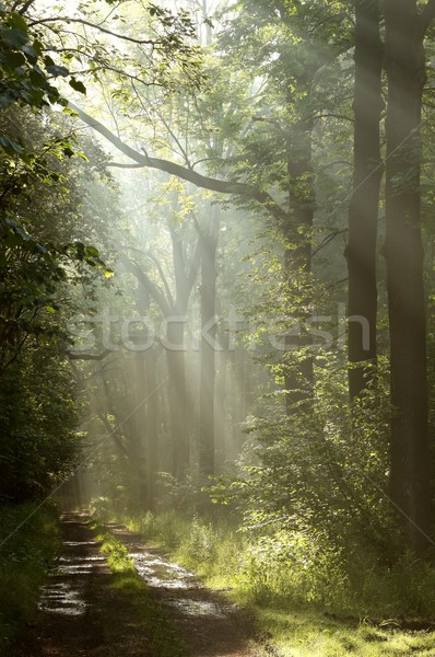 [[stock_photo]]: Chemin · printemps · bois · aube · forêt · misty