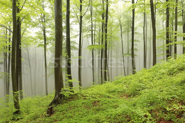 Spring beech forest in the fog Stock photo © nature78