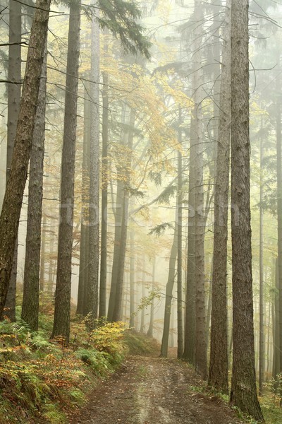 Path in misty autumn forest Stock photo © nature78