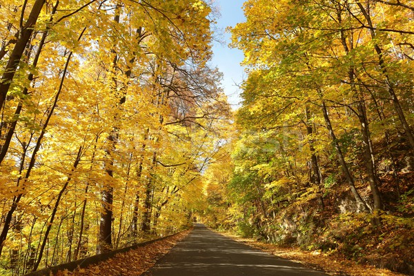 Landstraße Herbst Wald führend Sonne Stock foto © nature78