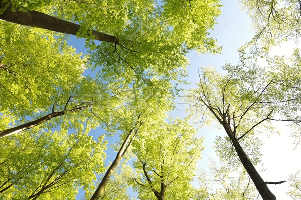 Spring beech forest against the blue sky Stock photo © nature78