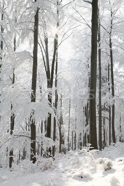 Erdő fagyos tél nap hegy emelkedő Stock fotó © nature78
