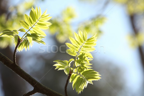 Stock photo: Closeup of a leaves